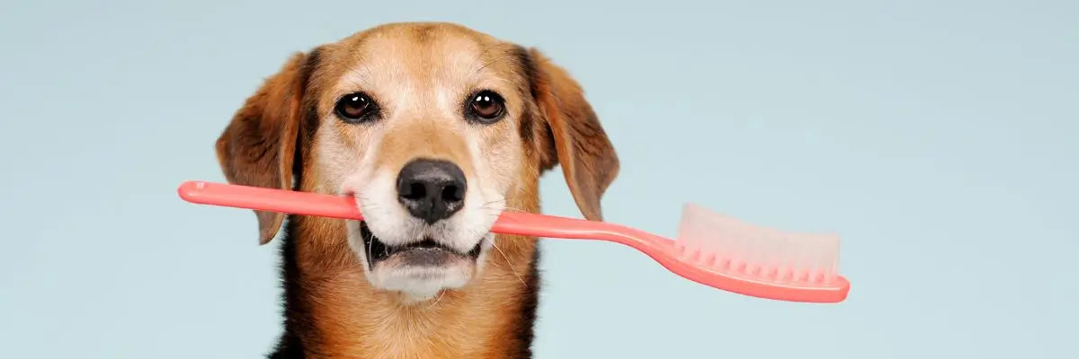 Consigli di Bau Cosmesi per prevenire placca e tartaro nel cane