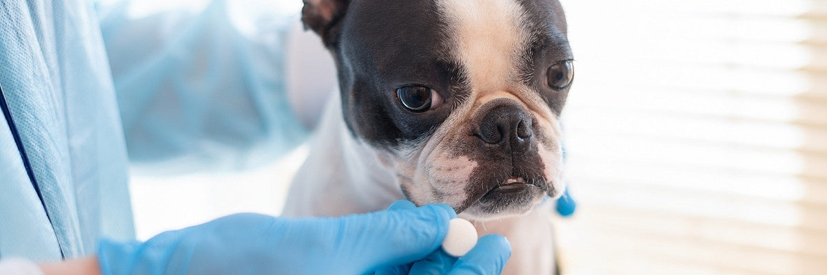 Come dare medicine ai cani