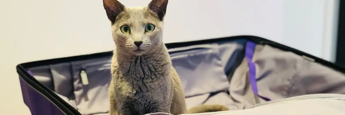 Un gatto dentro ad una valigia pronto per una vacanza