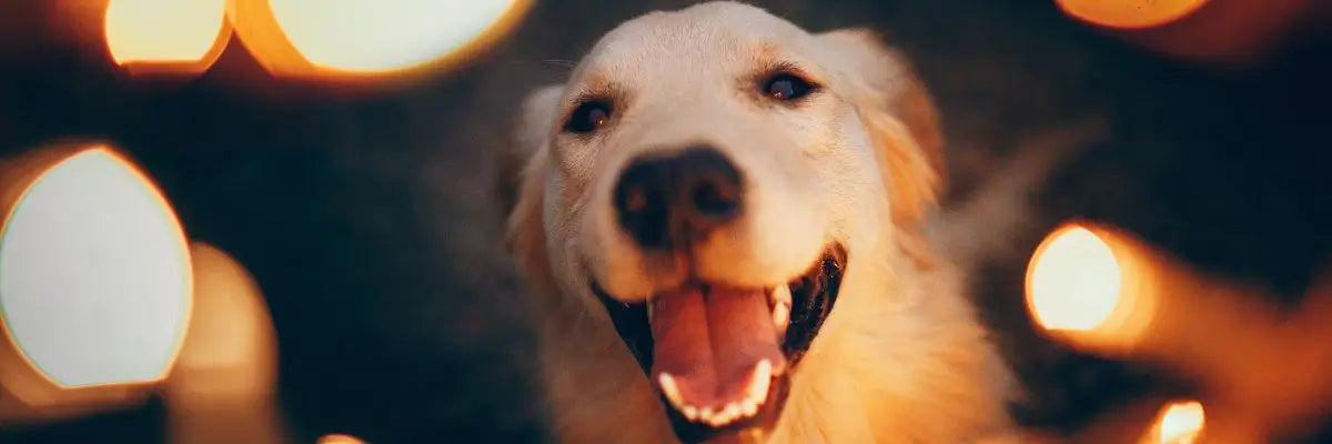Come aiutare il tuo cane a passare un Capodanno sereno e sicuro