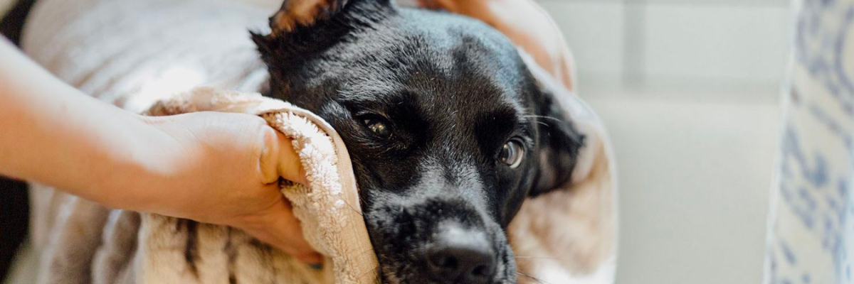 Consigli per il bagno invernale: come lavare il tuo cane quando fa freddo