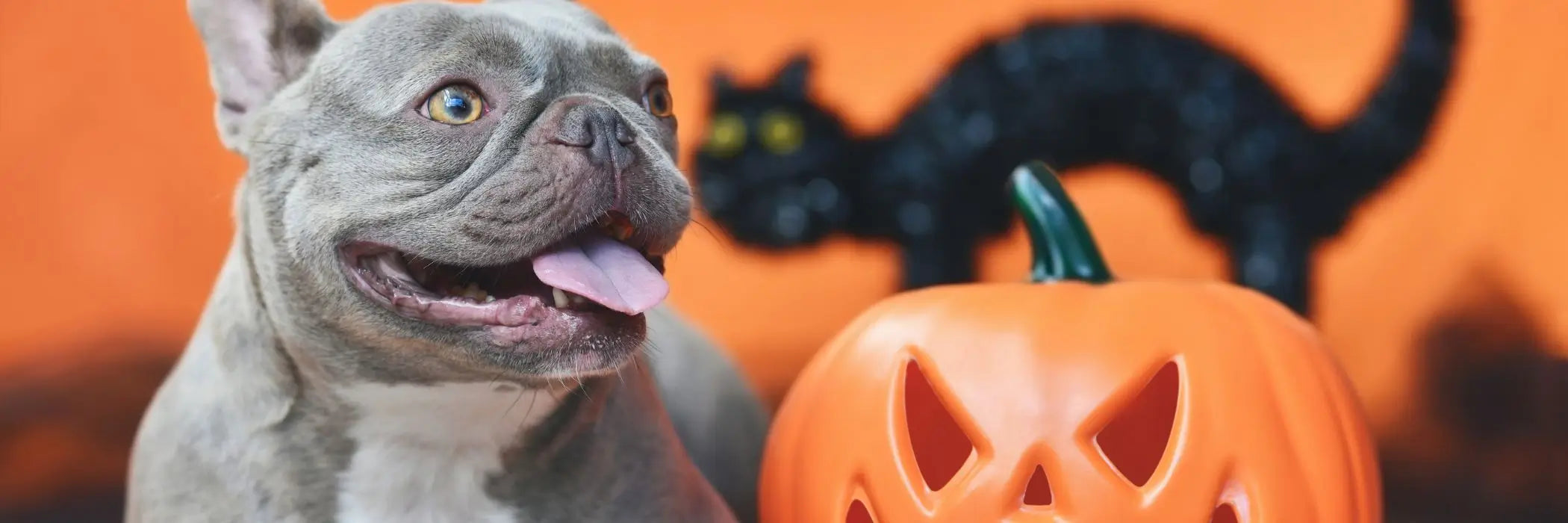 Halloween e amici pelosi: è giusto vestirli? Come farlo con consapevolezza