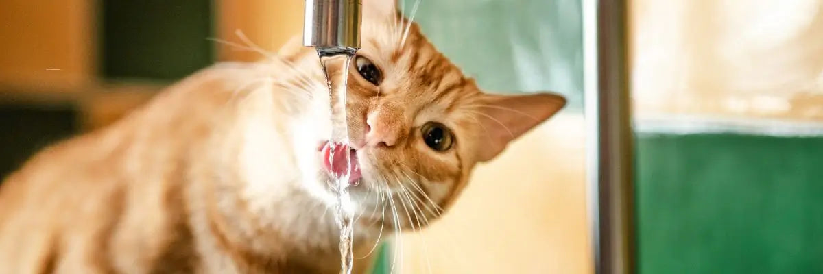 Un gatto in appartamento che beve acqua corrente da una cannella