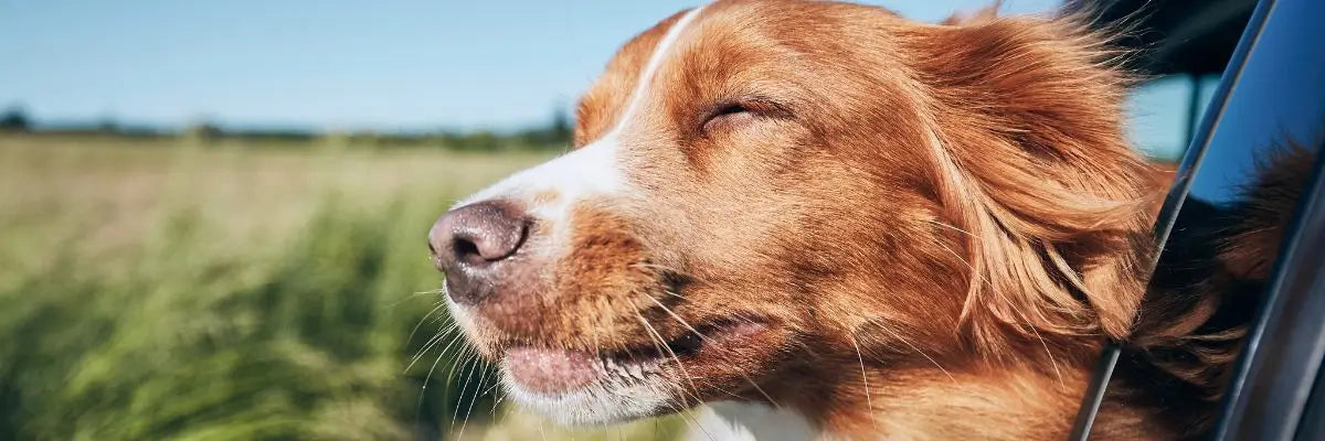 Cane con testa fuori dal finestrino durante un viaggio in auto