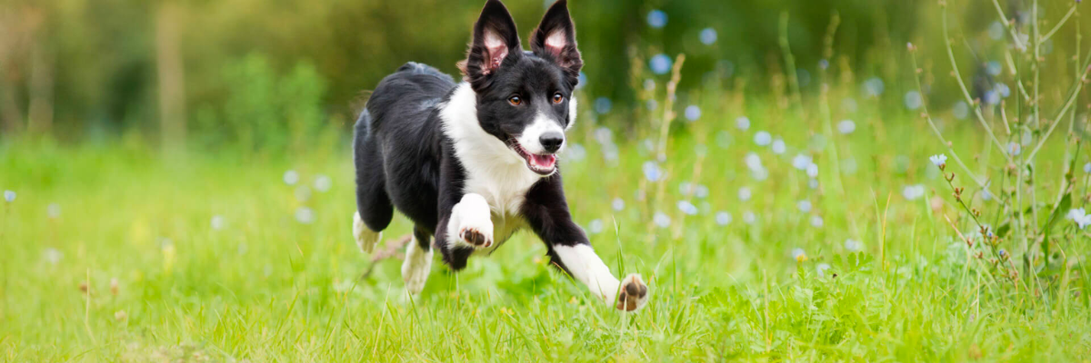 Curiosità sul mondo dei cani: 10 fatti interessanti che potresti non conoscere