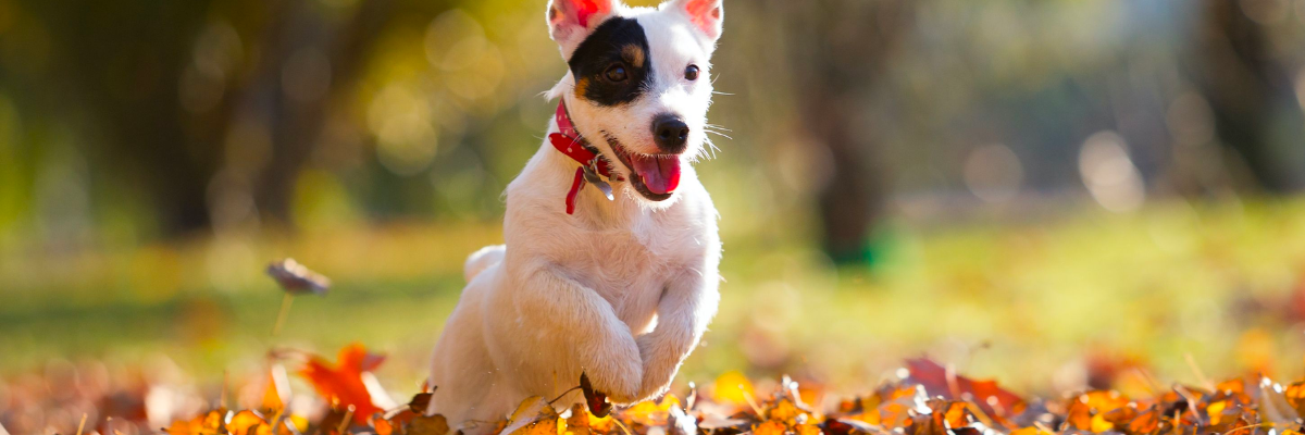 Esercizio fisico in autunno: attività all'aperto per mantenere il tuo cane attivo e in forma