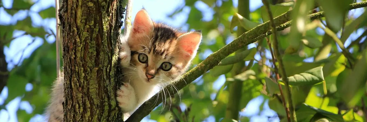 Gatto in casa o all’aperto? Vantaggi, rischi e consigli pratici