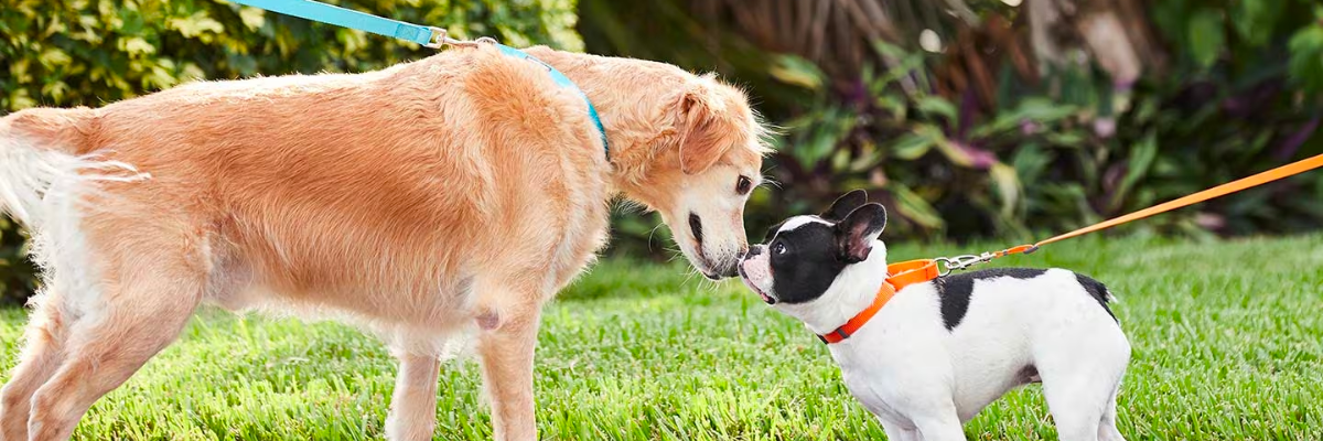 Gli effetti positivi della socializzazione per il tuo cane