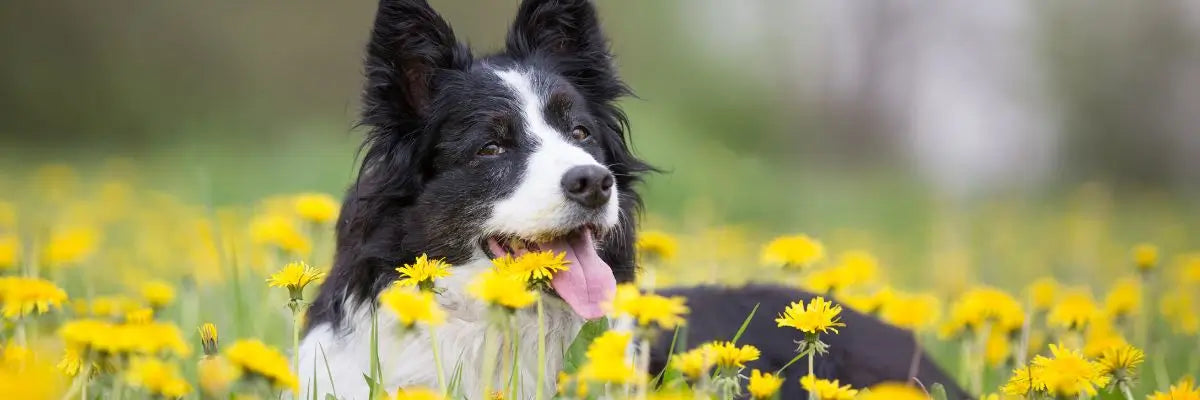 Guida alla primavera con il tuo cane: consigli e prodotti per una stagione senza pensieri
