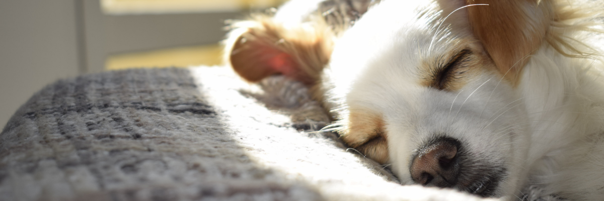 “Se avessi usato prima l’olio di canapa con la mia cagnolina, le avrei risparmiato mesi di sofferenza”