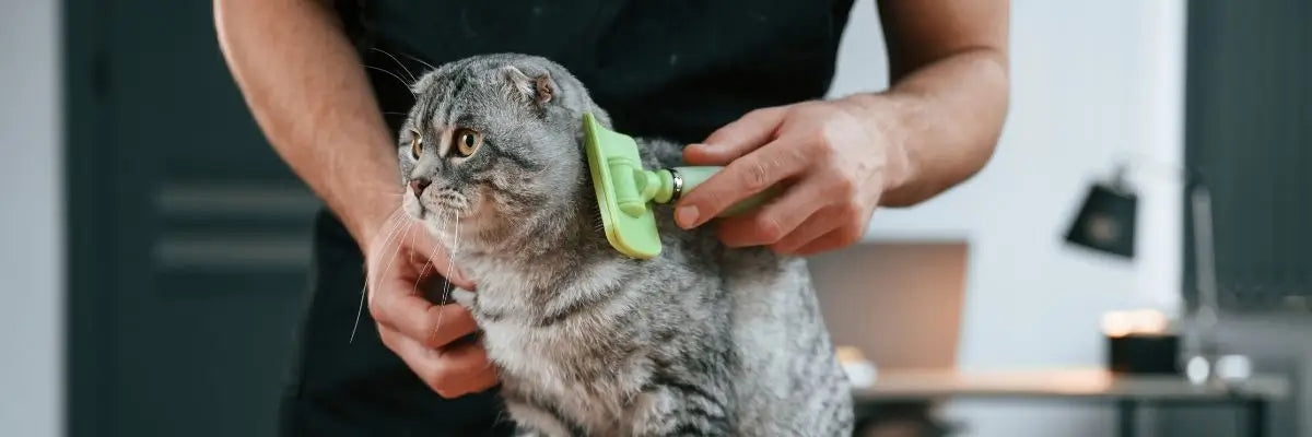 Pulizia e cura del gatto: una guida essenziale