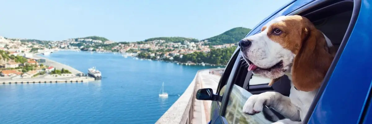 Viaggiare con il cane: la guida completa per una vacanza serena