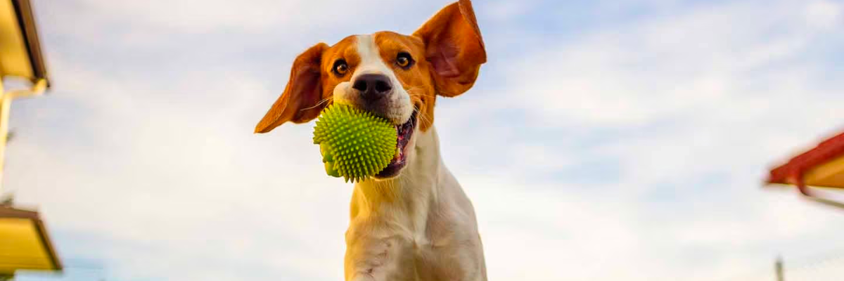 Le migliori attività fisiche per mantenere il tuo cane in forma