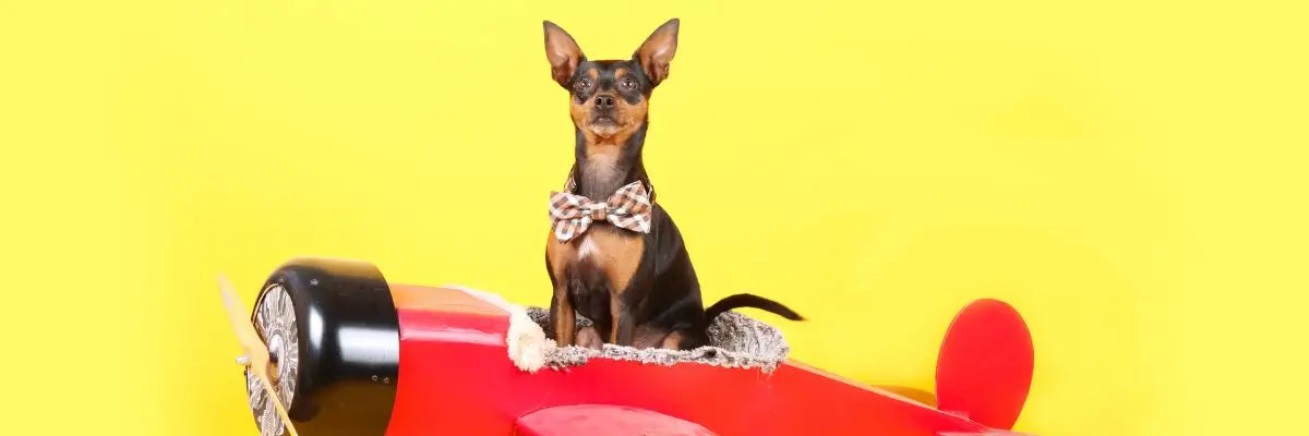 Cani in aereo dal 2025: ma è davvero così?