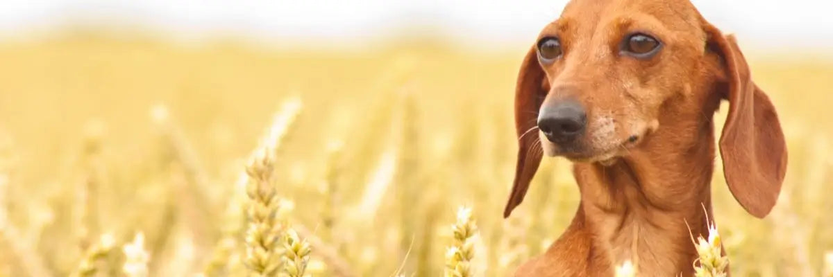 Una cane in estate in un campo di grano