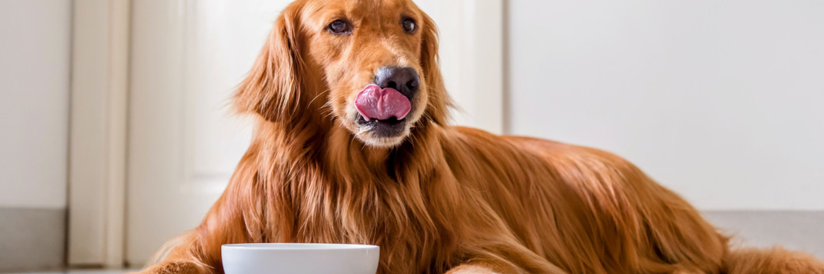 Prevenire le malattie comuni nei cani: consigli per una vita sana