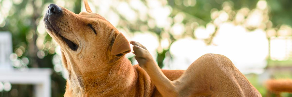 Prevenzione delle pulci e delle zecche: strategie naturali per proteggere il tuo cane