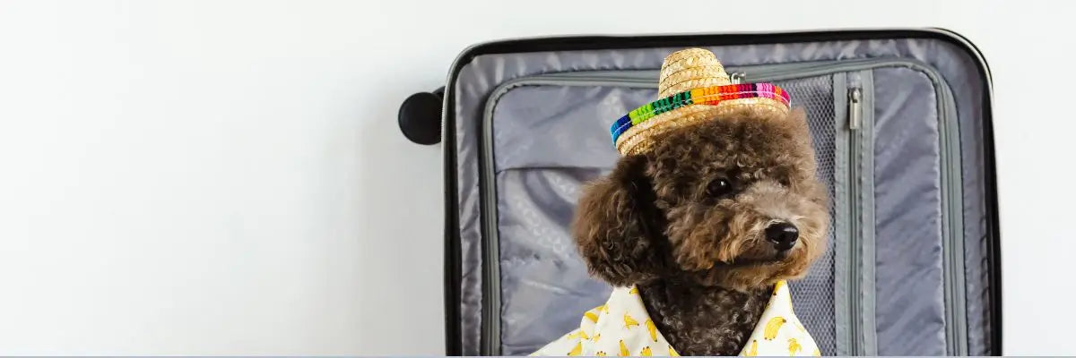 Una cane con cappello e abito estivo seduto in modo divertente dentro ad una valigia pronto per un viaggio