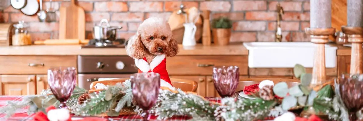Cani e feste di Natale: idee per pranzi e cene dog friendly