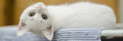 Miao: prodotti naturali per la cura del tuo gatto