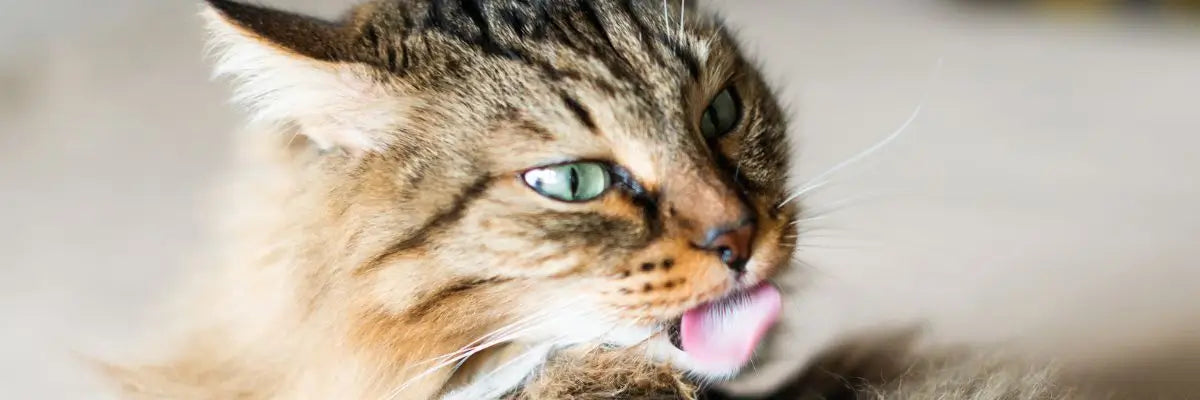 Scopriamo se il gatto va lavato o no e i consigli per un'igiene senza stress
