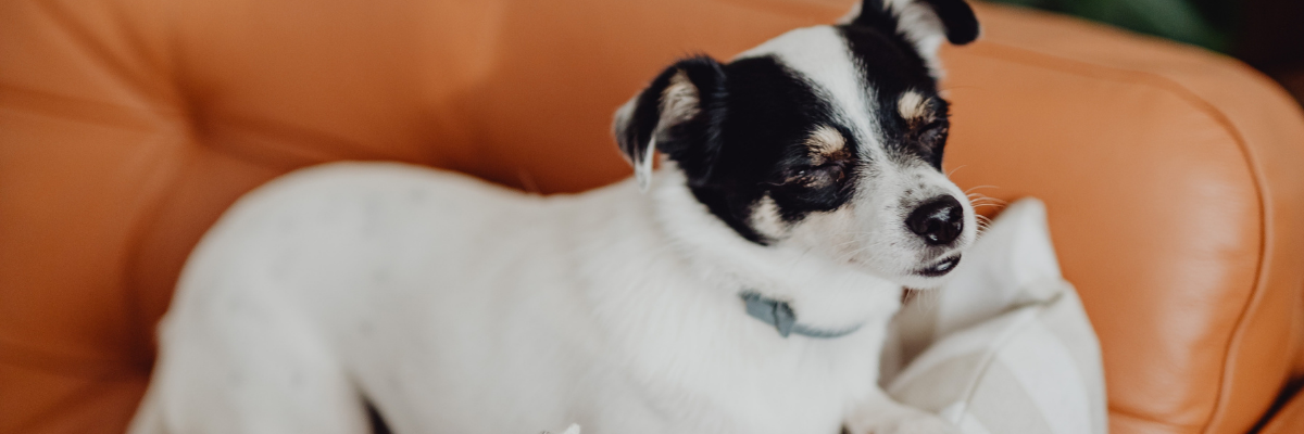 Cane problemi comportamentali