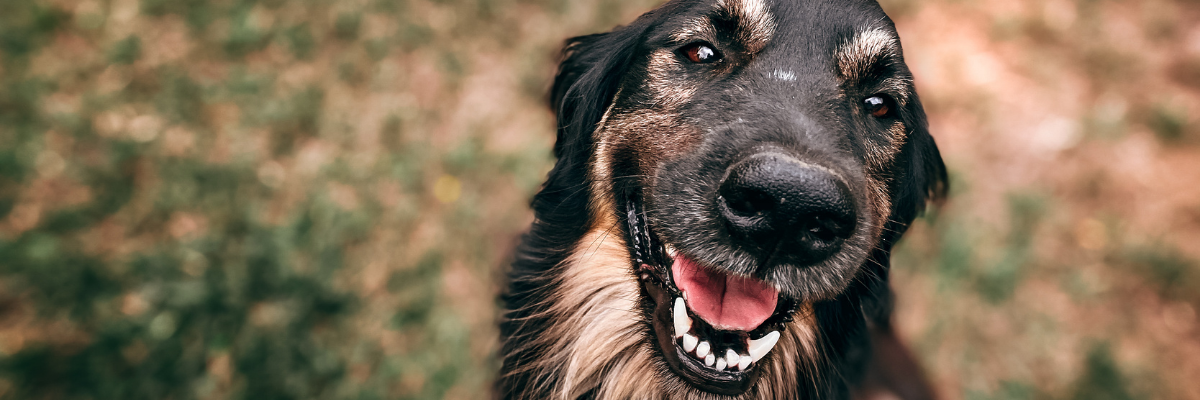 Immagine di un cane in un prato che guarda verso il lettore come se stesse sorridendo.