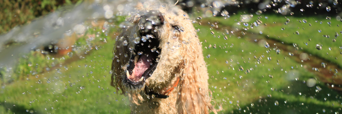 Cane che si rinfresca con l'acqua durante l'estate