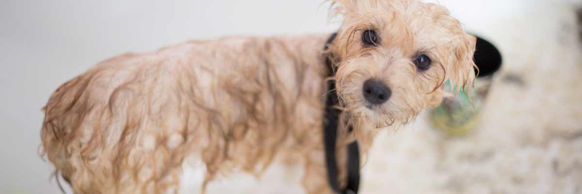 Come lavare il cane d'inverno