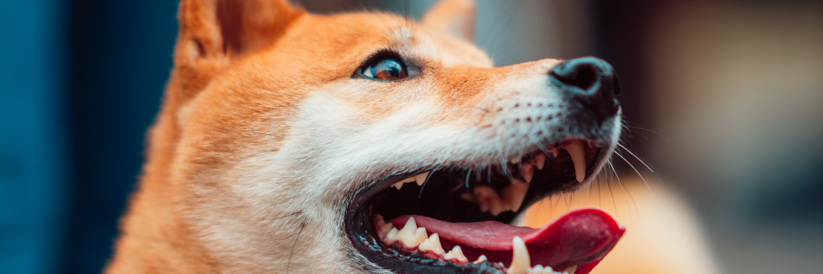 Un ritratto di un cane con bocca aperta e lingua fuori dove si vedono dei denti puliti e sani indice di una corretta igiene orale
