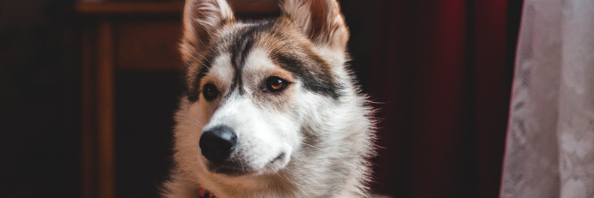 Razze cani sconsigliate inesperti