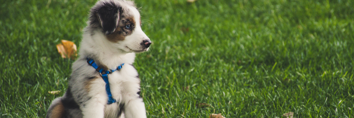Come scegliere istruttore cane