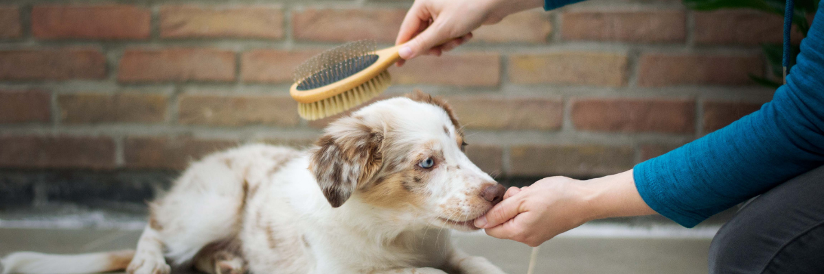 Perché il mio cane perde pelo