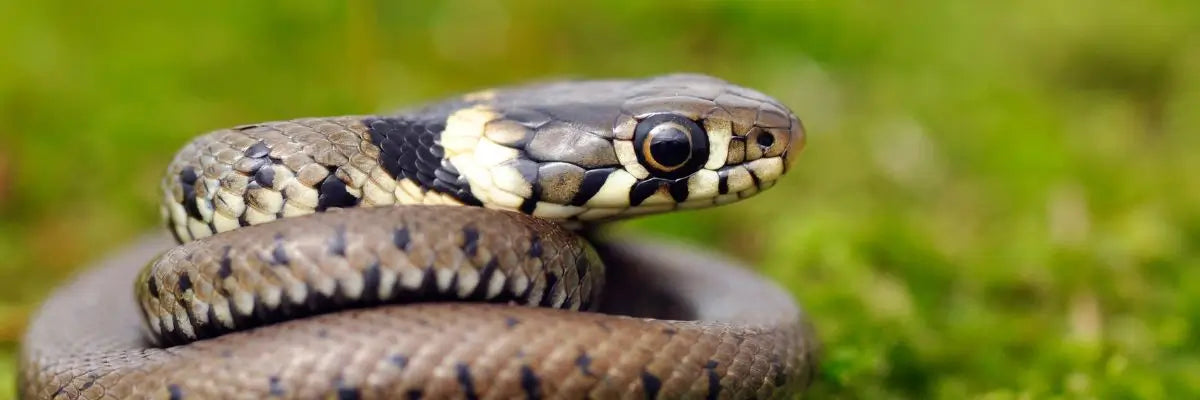 Immagine di un biacco su un prato