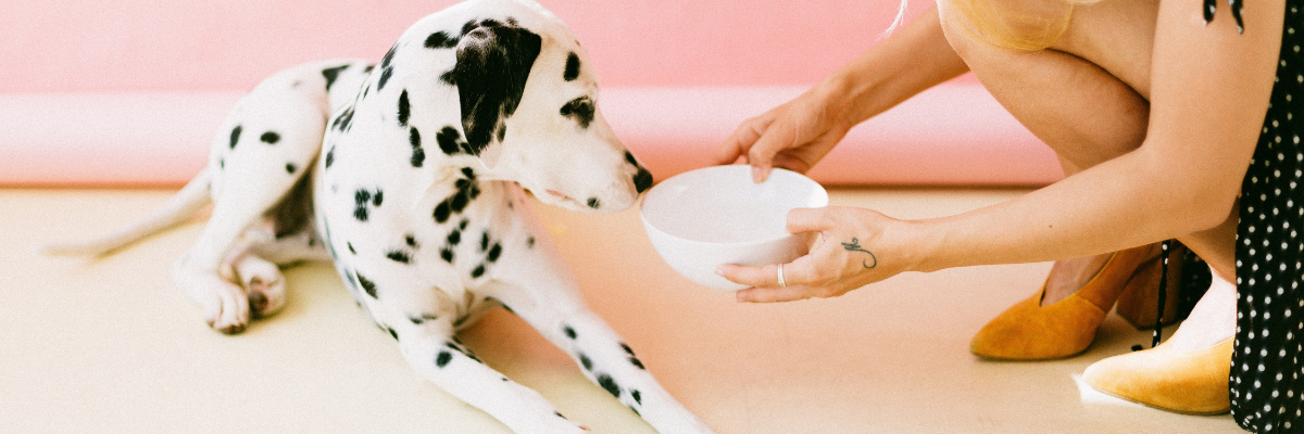 Cibo da dare al cane d'estate
