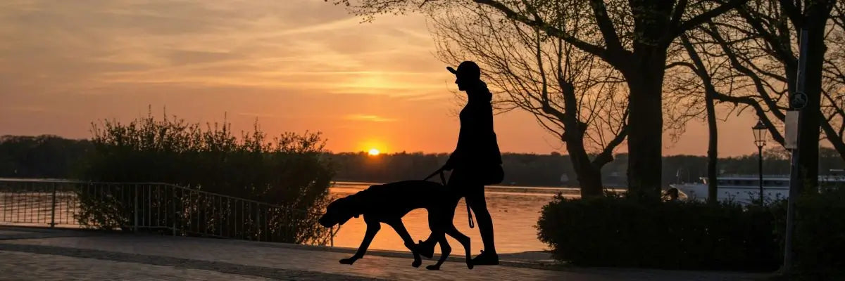 Colpo di calore: quando il caldo diventa il nemico del tuo cane