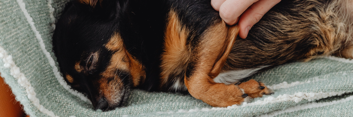 Come riconoscere la presenza di pulci nel cane