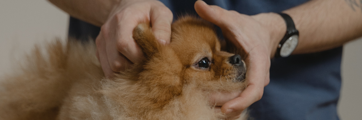 Veterinario per il cane come sceglierlo