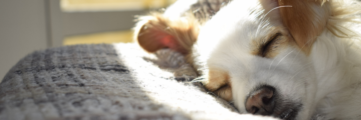 4 modi per tranquillizzare il tuo cane quando è molto agitato