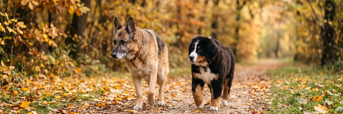 Immagine realizzata con intelligenza artificiale che mostra un Pastore Tedesco anziano e un cucciolo al parco: guida ai condroprotettori per cani per la salute articolare.