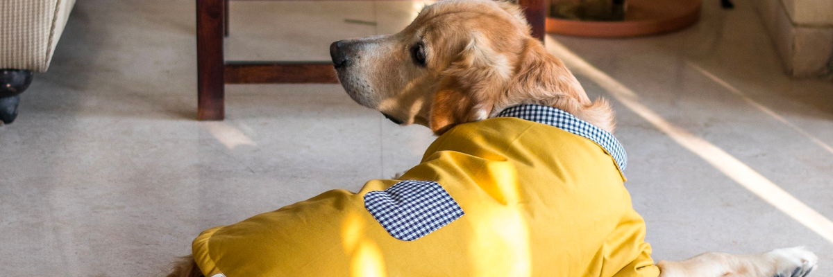 Guida alla scelta del miglior cappotto invernale per il tuo cane