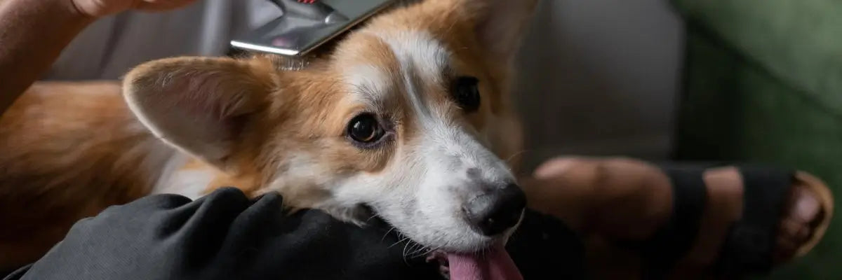 Cura del pelo del cane di ritorno dalle vacanze: come aiutare la sua pelle a riprendersi