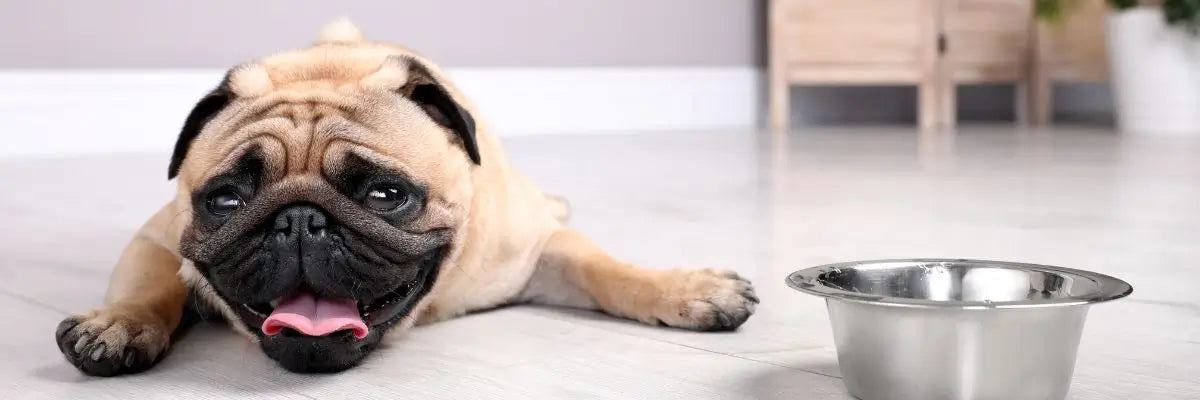 Disidratazione e colpo di calore nel cane d'estate: che fare?