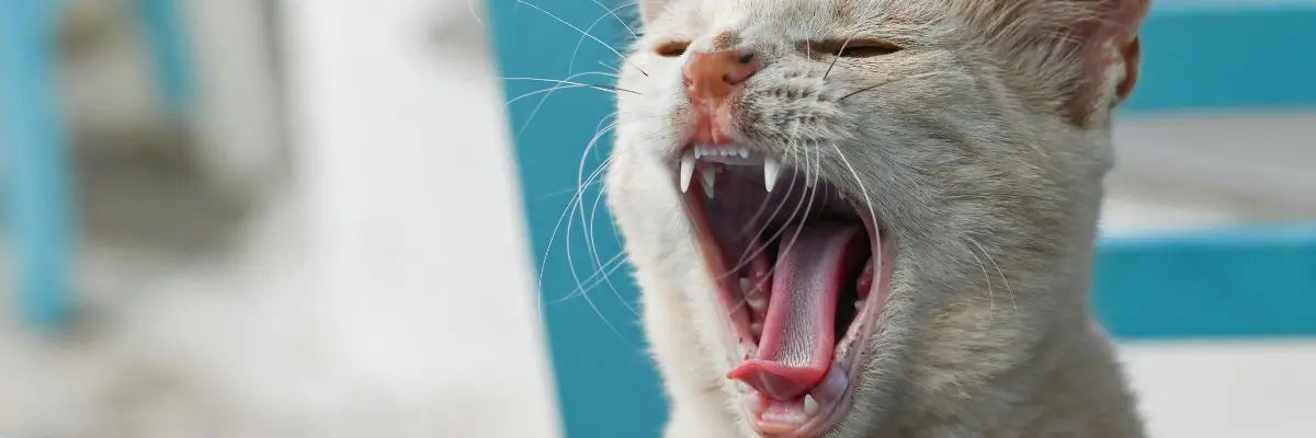 Ritratto di un gatto con bocca aperta durante una pulizia dei denti