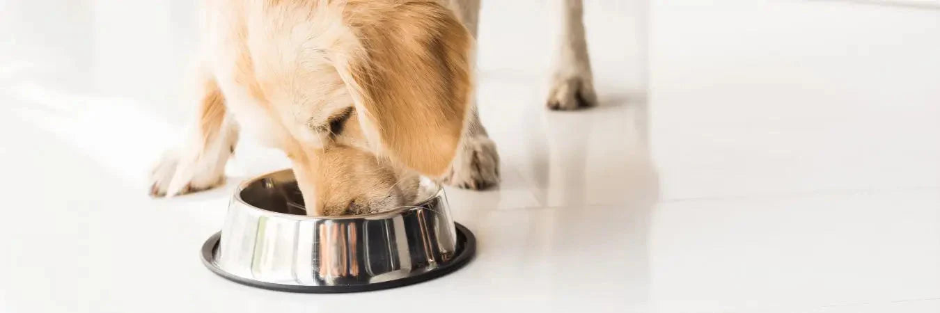 Un cane che mangia dalla sua ciotola sul pavimento
