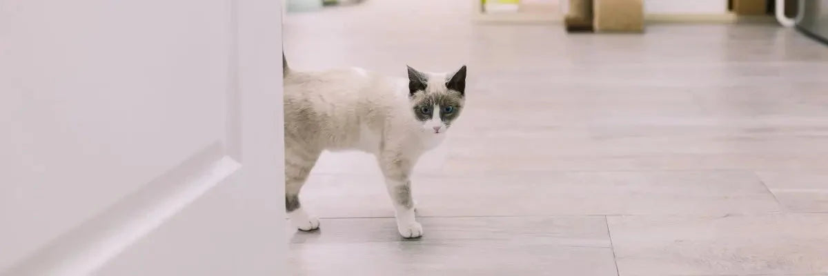 Un gatto in appartamento che gioca a nascondino