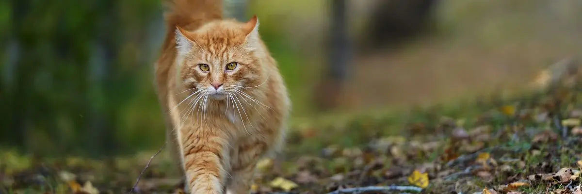 Un gatto a pelo lungo arancione che cammina tra le foglie in un bosco autunnale