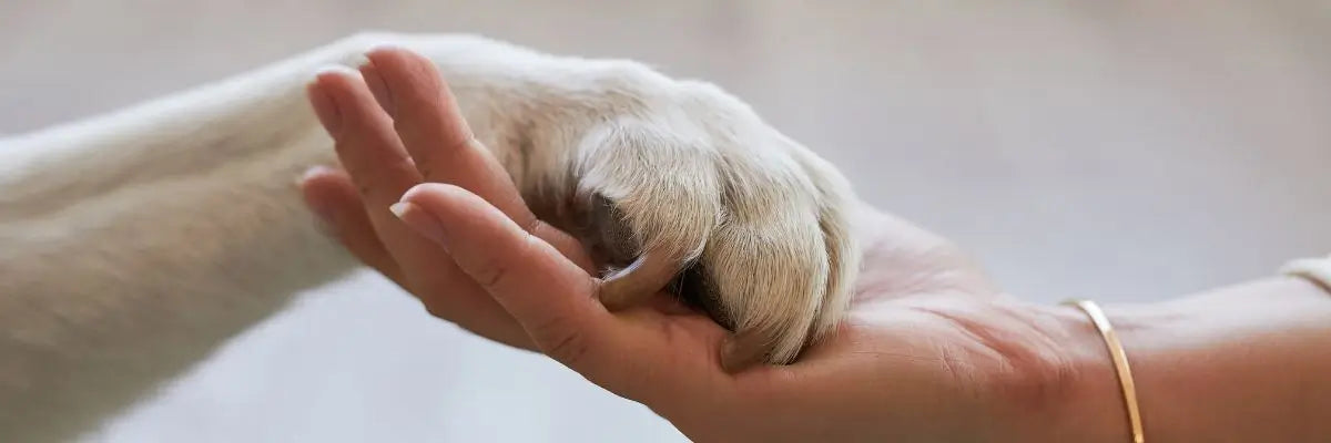 Pet Therapy e salute mentale: quando gli animali diventano cura