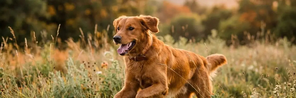 Un cane in salute e pieno di vitalità corre felicemente in un prato soleggiato, simbolo del benessere naturale e della prevenzione attraverso gli integratori per cani Bàu.