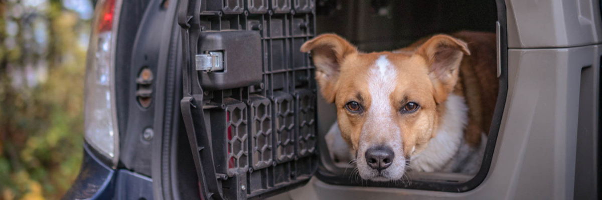 Viaggiare in auto con il cane: come farlo nel modo giusto